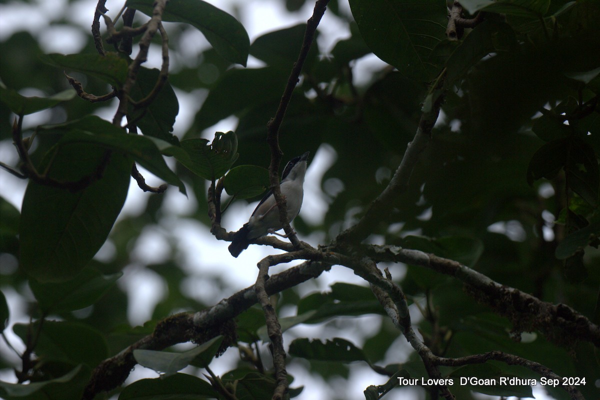 White-browed Shrike-Babbler - ML624117398