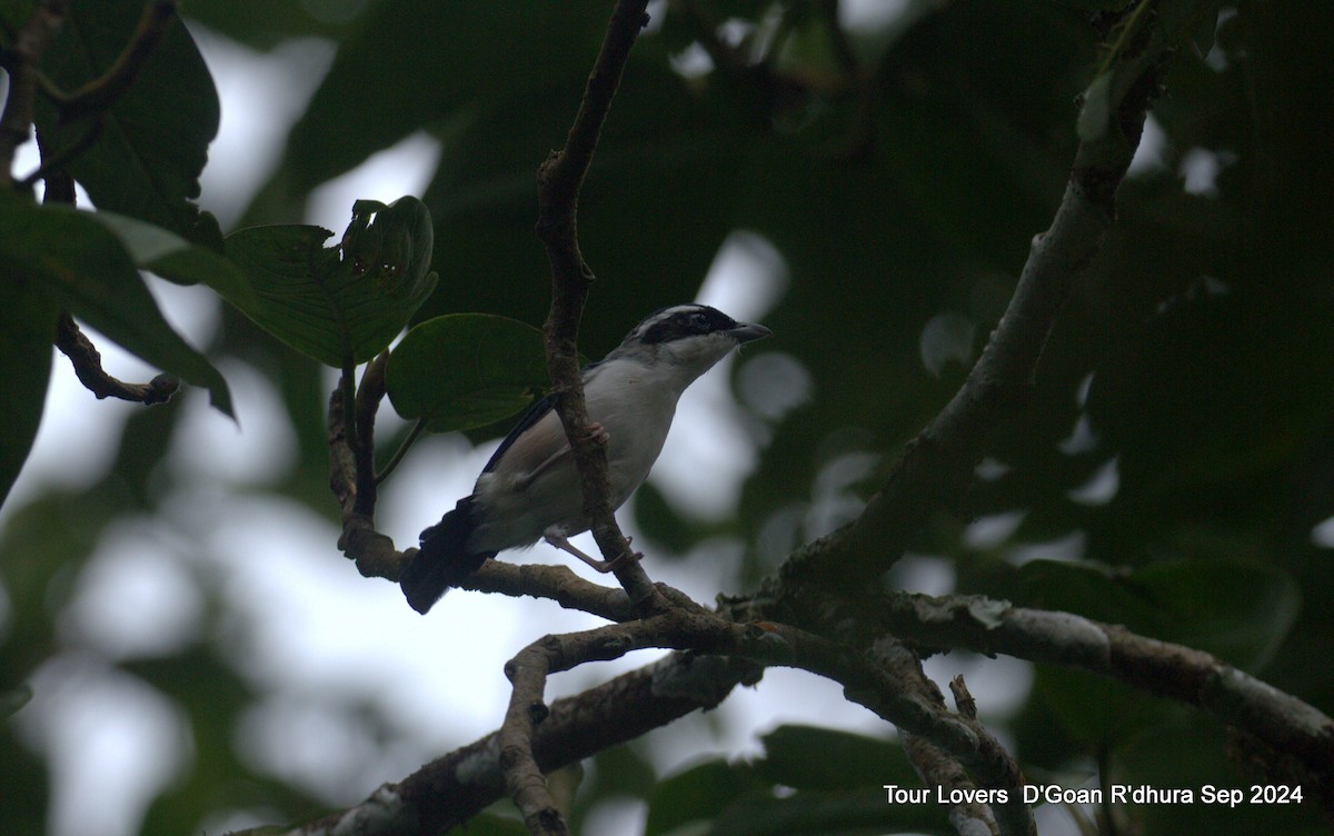 White-browed Shrike-Babbler - ML624117399