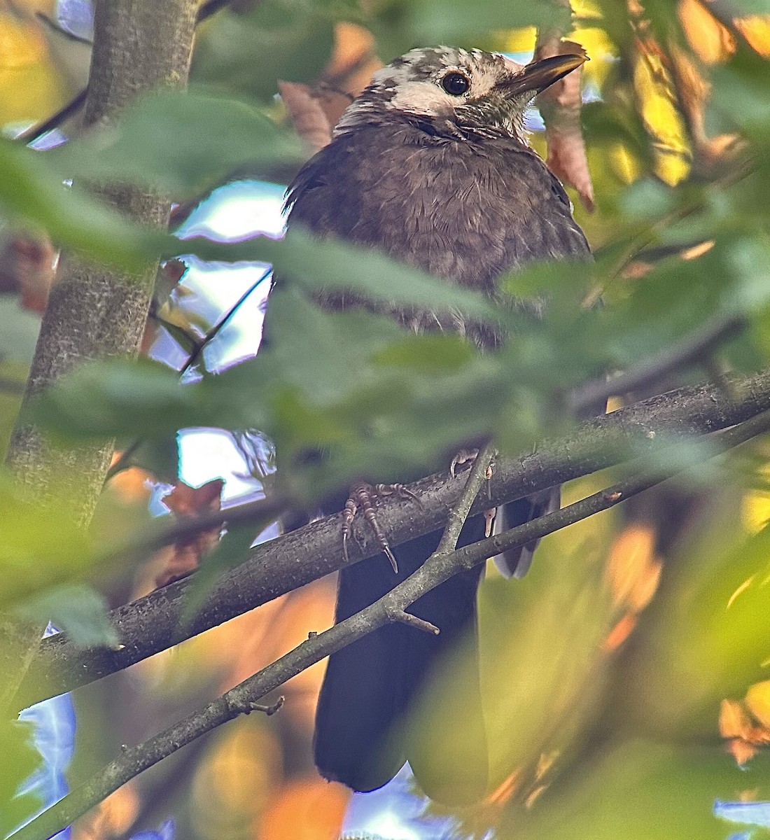 Eurasian Blackbird - ML624117401