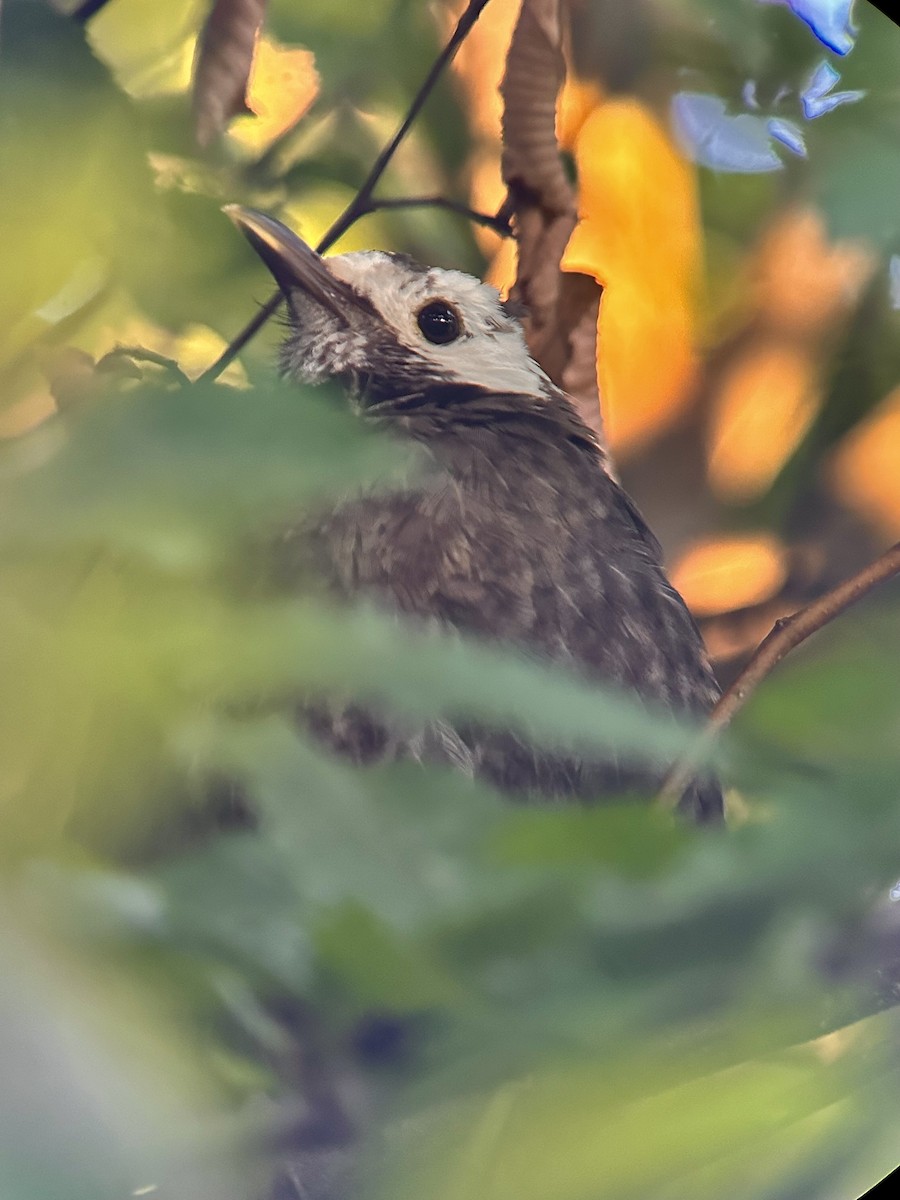 Eurasian Blackbird - ML624117402