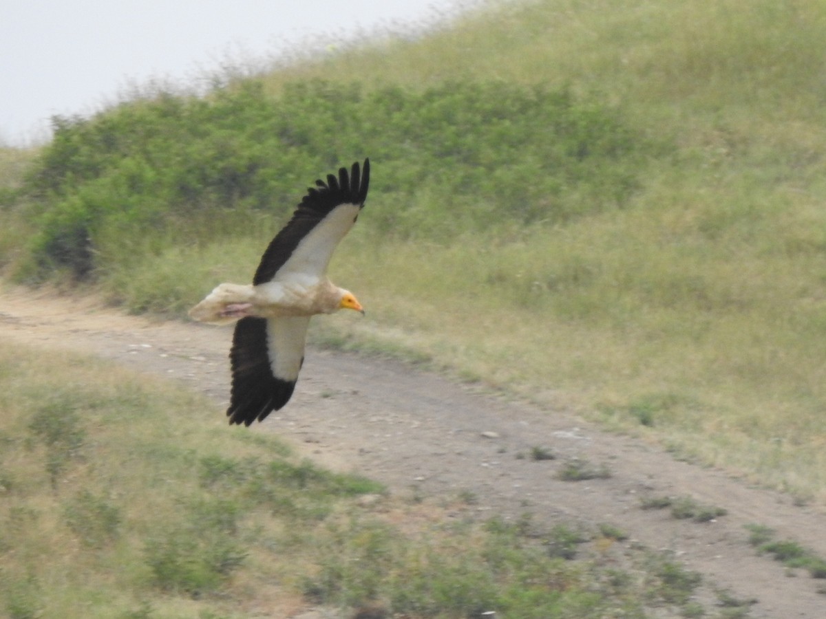 Egyptian Vulture - ML624117403