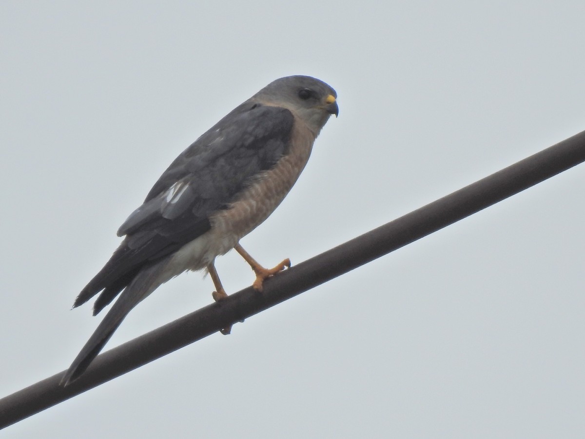 Levant Sparrowhawk - ML624117404