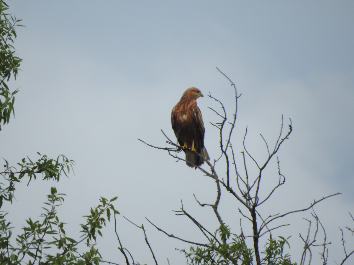 Long-legged Buzzard - ML624117416