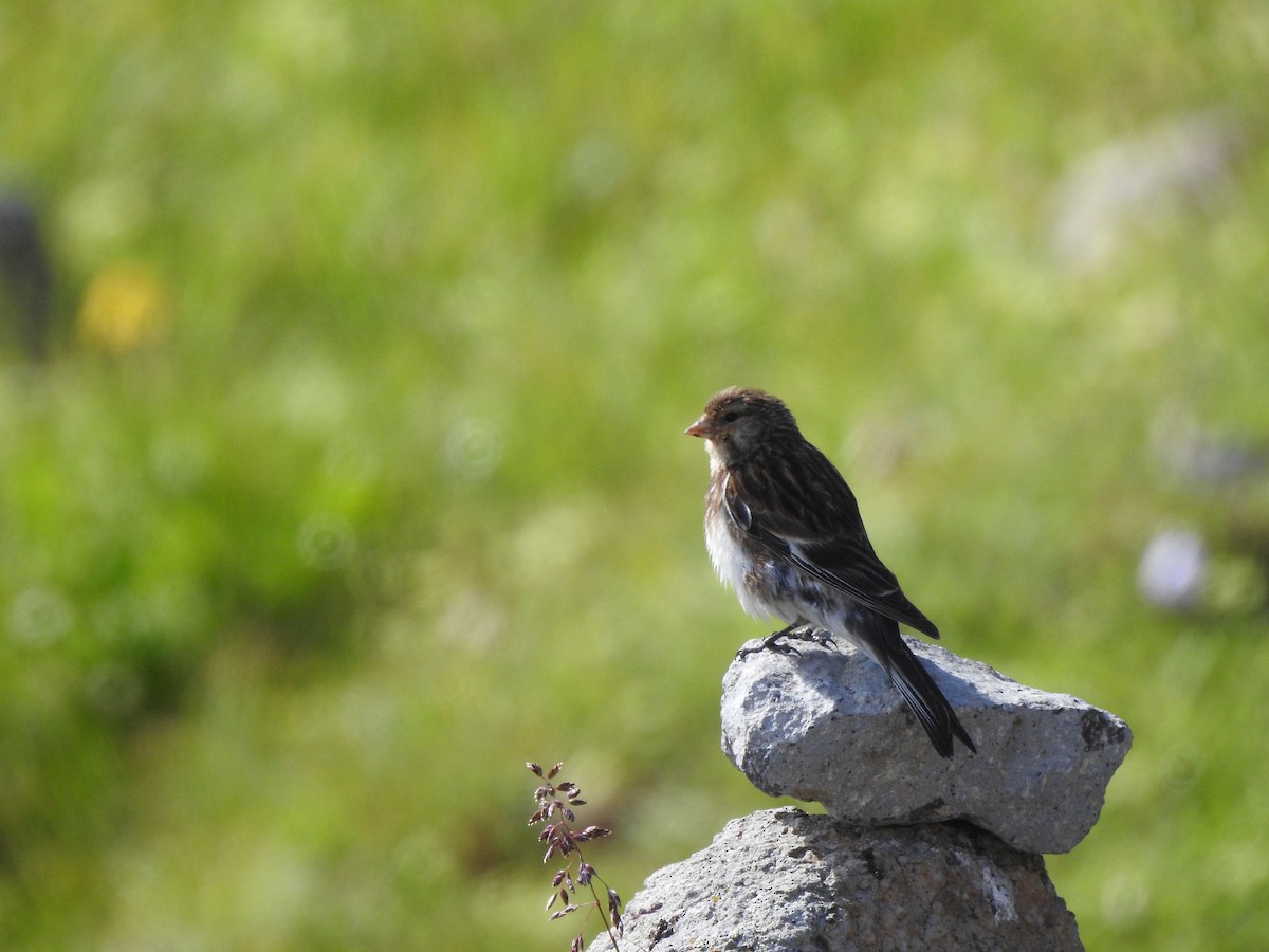 Twite - Mateusz Materek