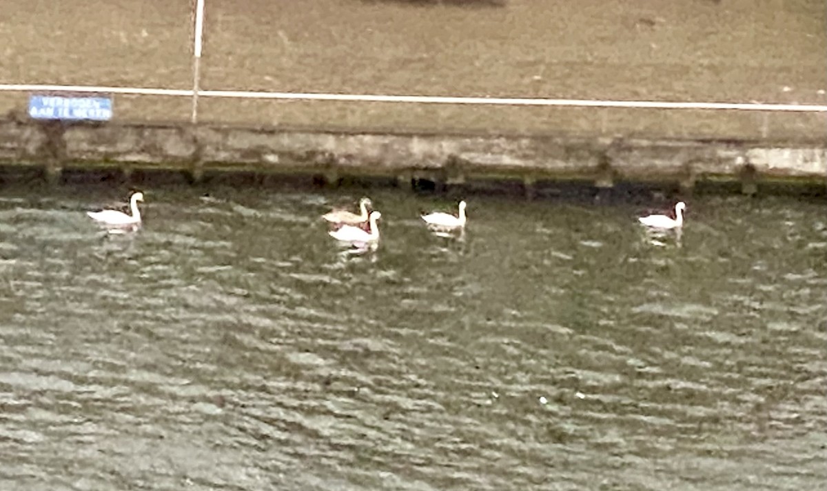 Mute Swan - ML624117478