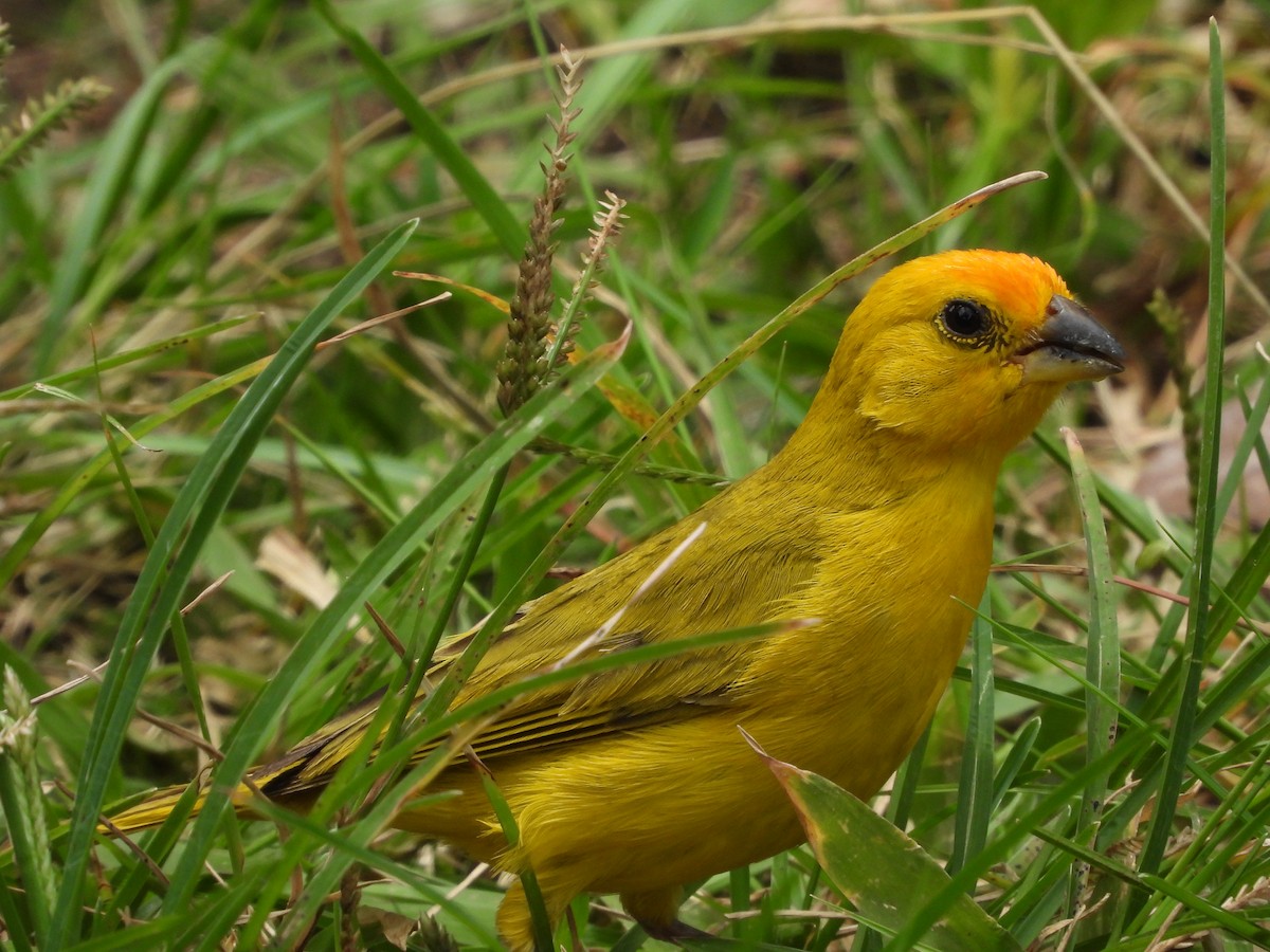 Saffron Finch - ML624117507