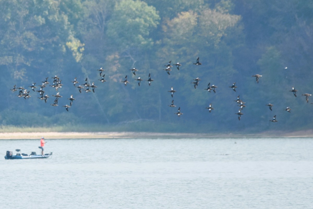 Blue-winged Teal - Mark Greene