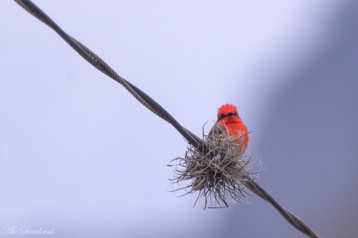 Vermilion Flycatcher - Alejandro Sandoval