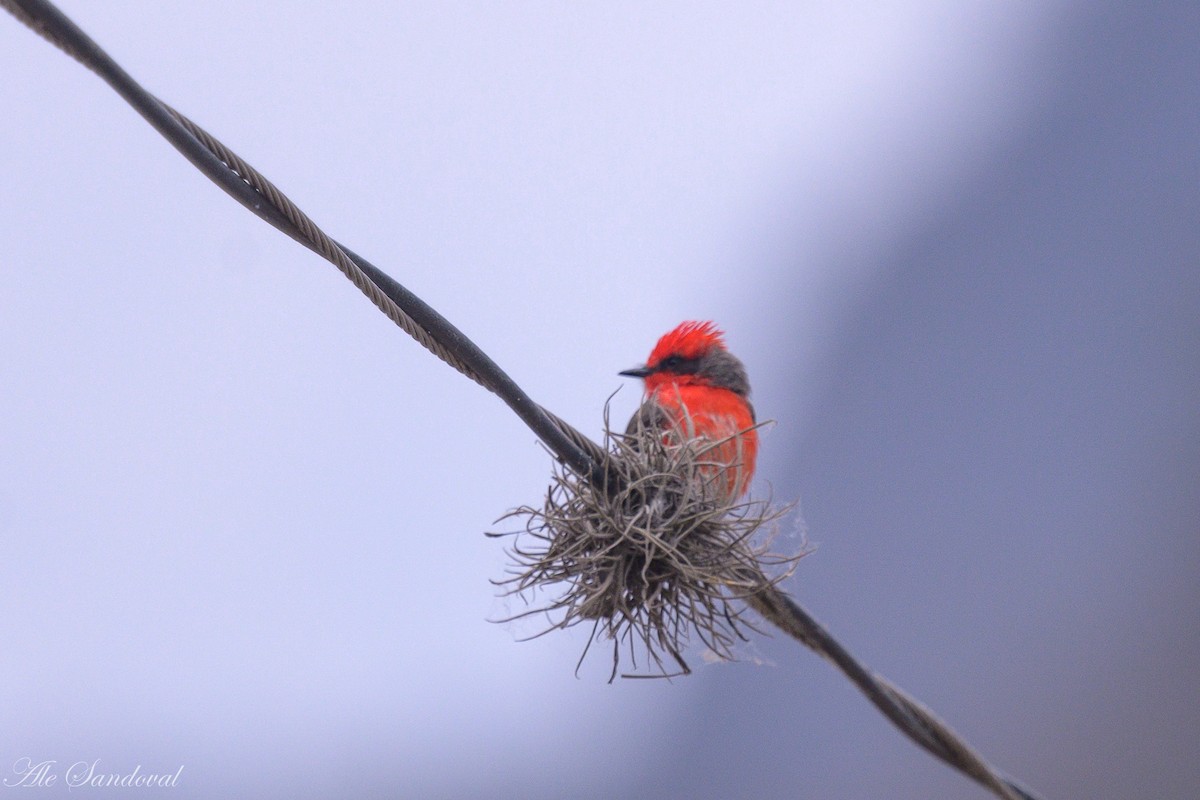 Vermilion Flycatcher - ML624117514