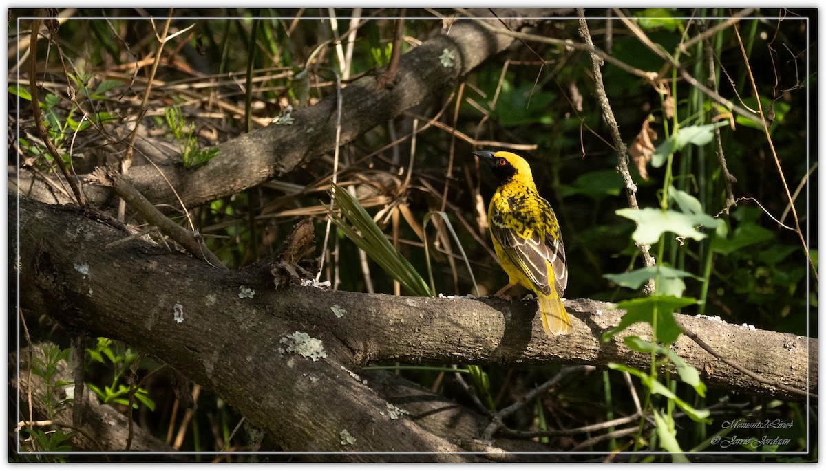 Village Weaver - ML624117533