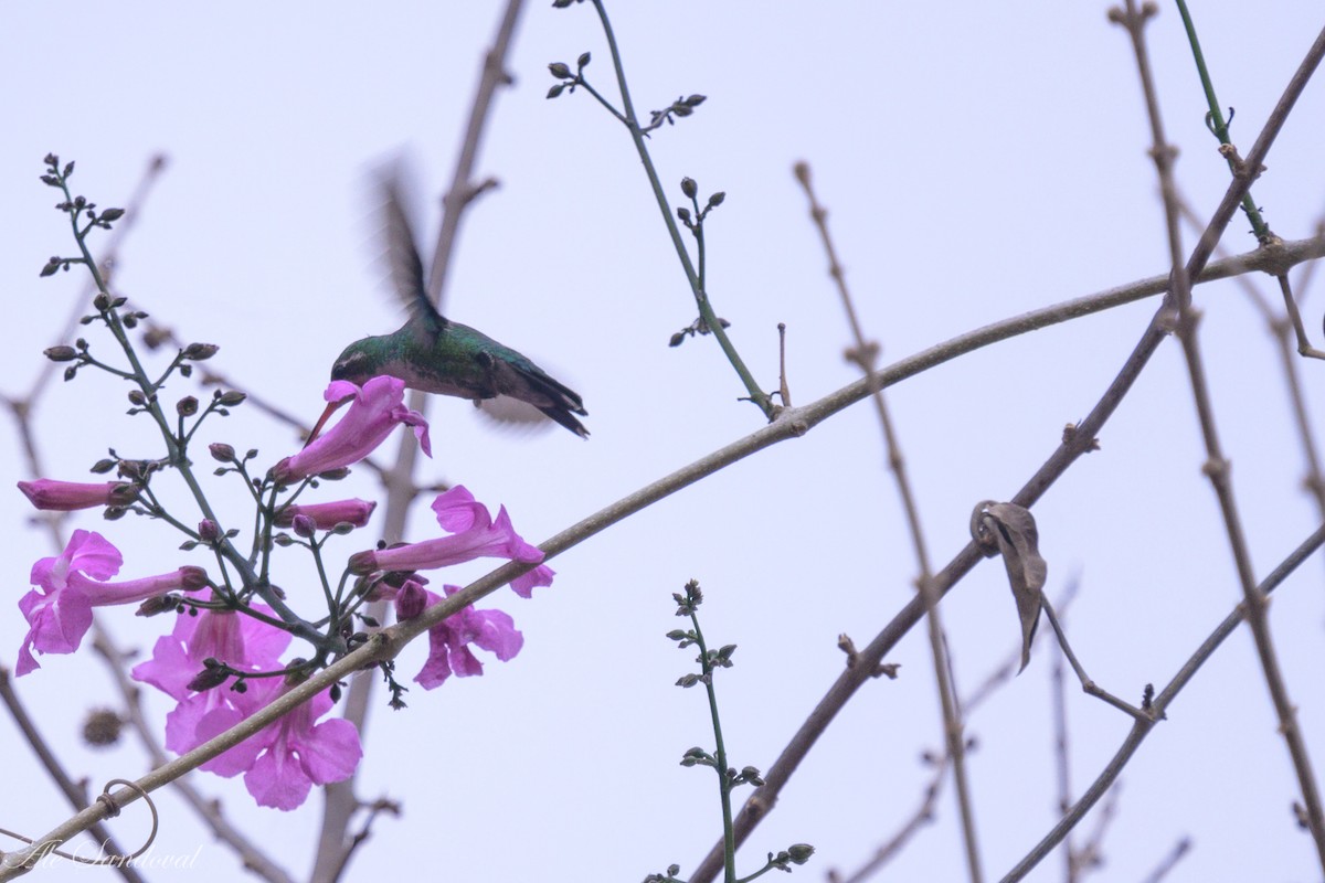 Glittering-bellied Emerald - ML624117559