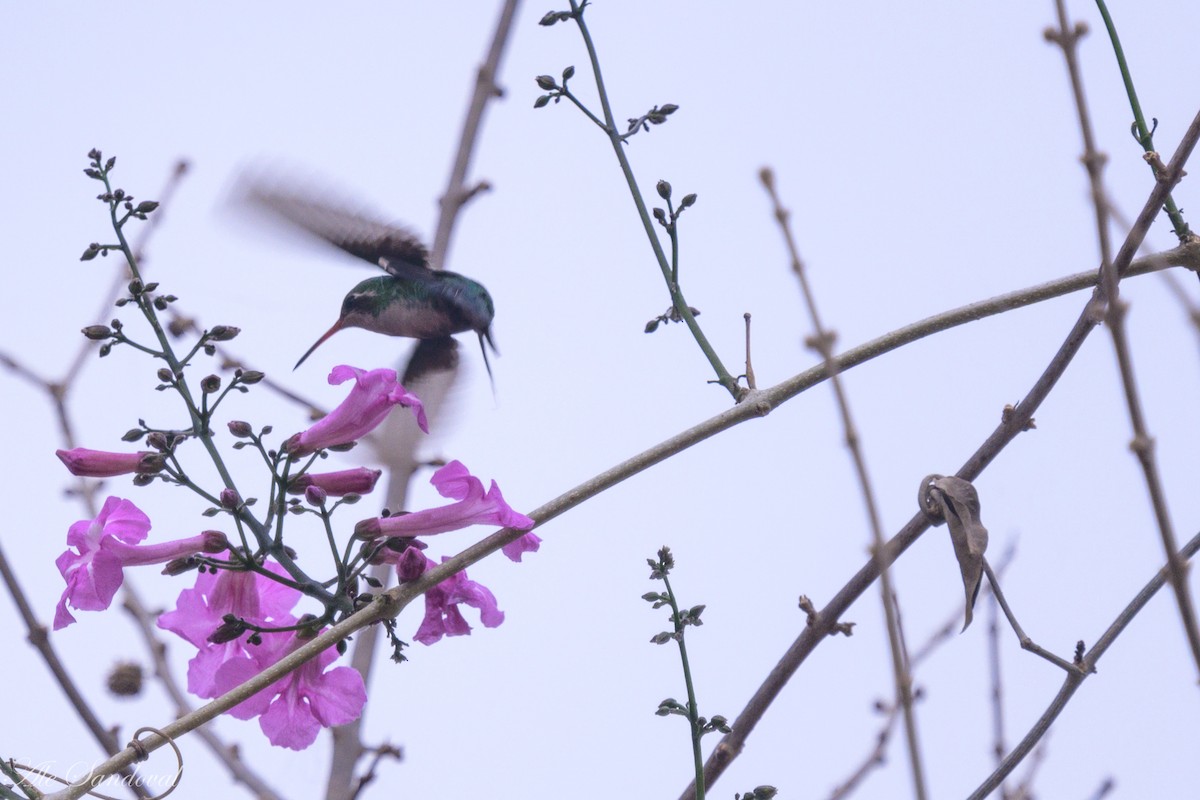 Glittering-bellied Emerald - ML624117560