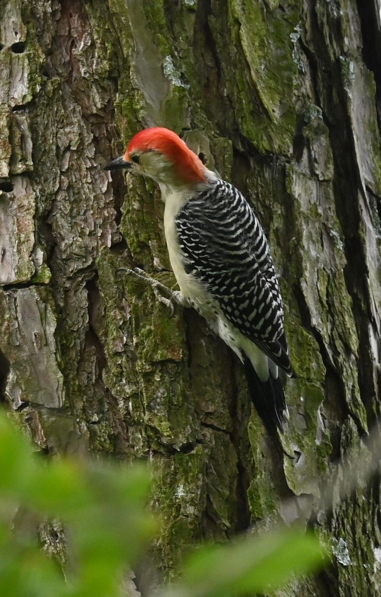 Red-bellied Woodpecker - ML624117565