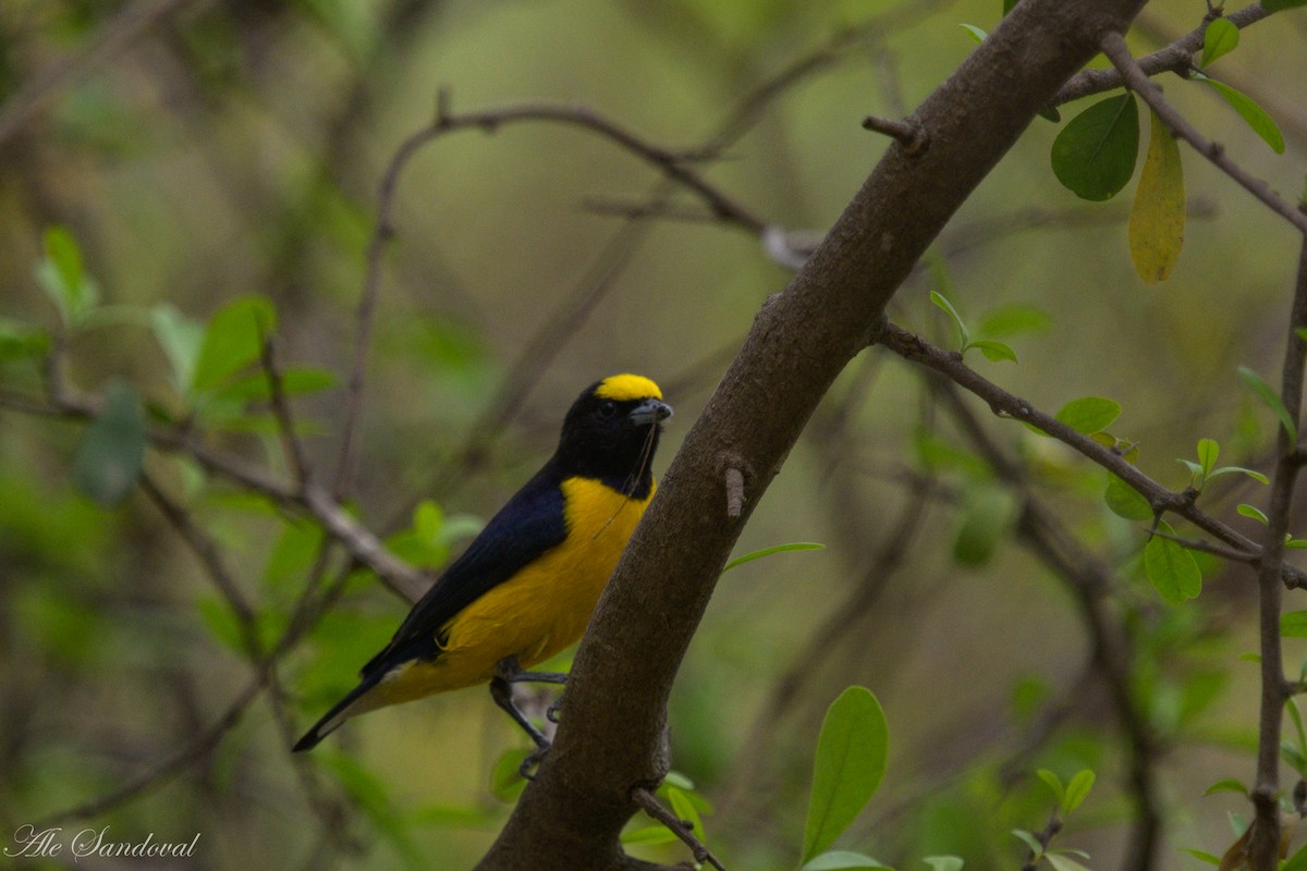 Purple-throated Euphonia - Alejandro Sandoval