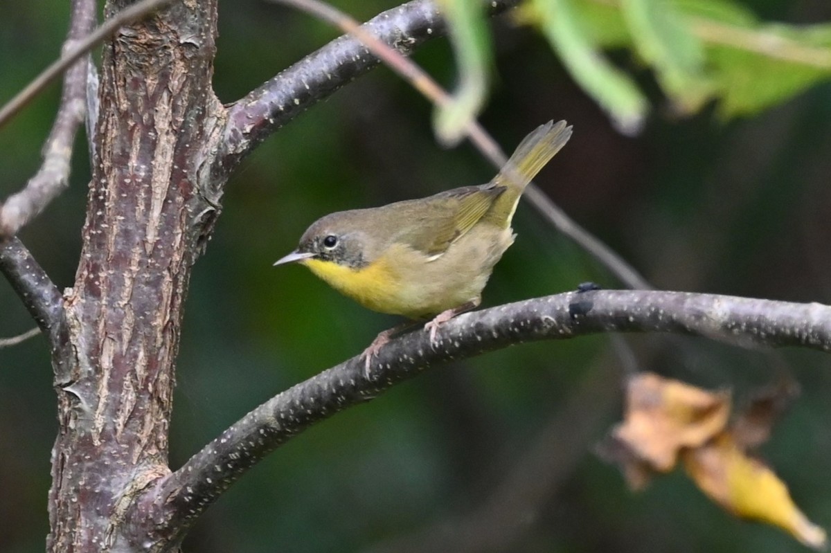 Common Yellowthroat - ML624117587