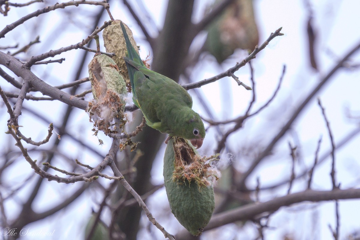 Yellow-chevroned Parakeet - ML624117593