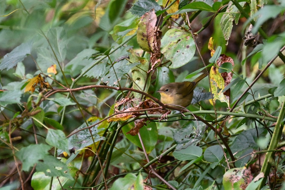 Common Yellowthroat - ML624117598