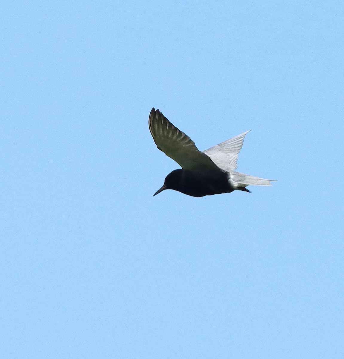 Black Tern - John & Ivy  Gibbons