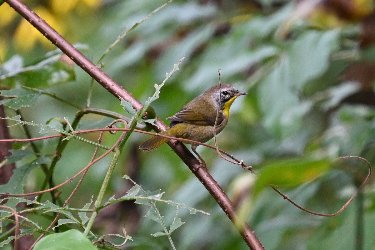 Common Yellowthroat - ML624117603