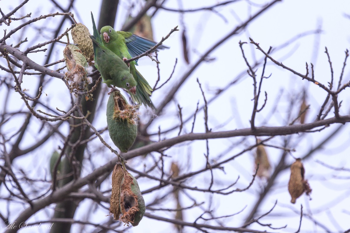 Yellow-chevroned Parakeet - ML624117612