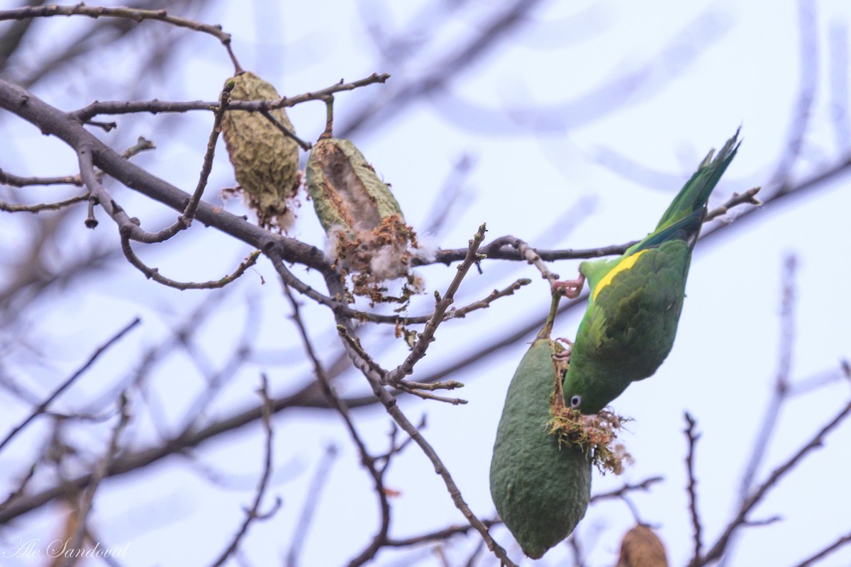 Yellow-chevroned Parakeet - ML624117614