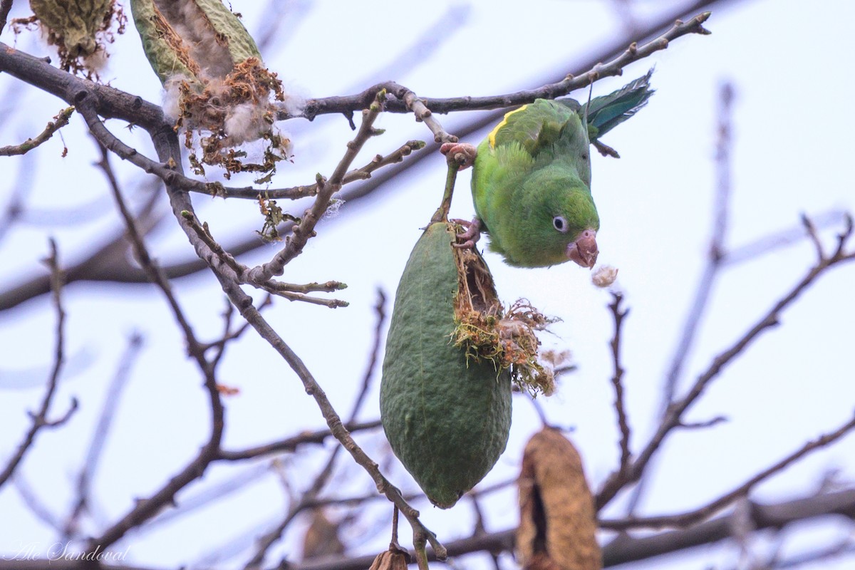 Yellow-chevroned Parakeet - ML624117615