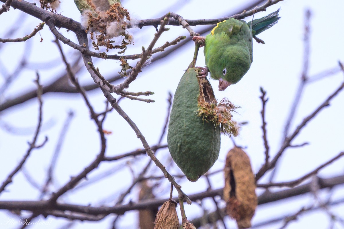 Yellow-chevroned Parakeet - ML624117616