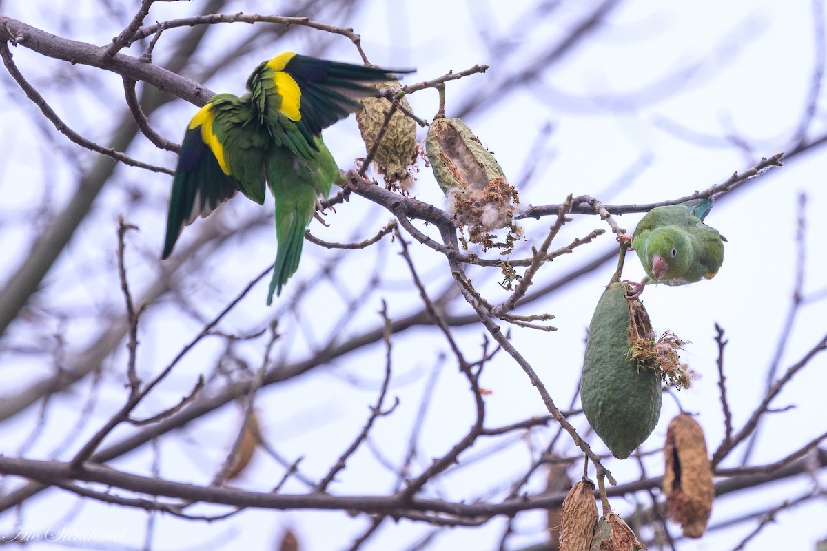 Yellow-chevroned Parakeet - ML624117617