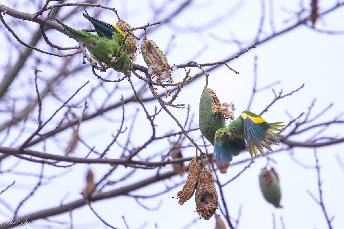 Yellow-chevroned Parakeet - ML624117618