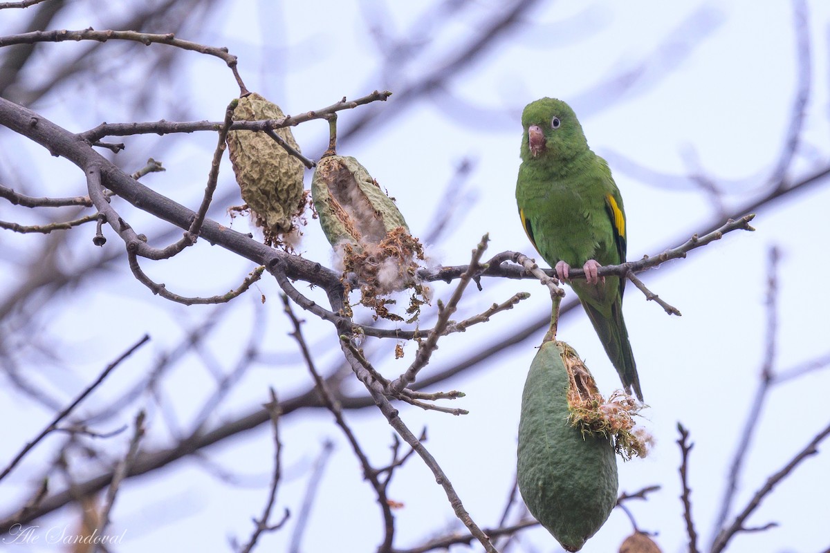 Yellow-chevroned Parakeet - Alejandro Sandoval