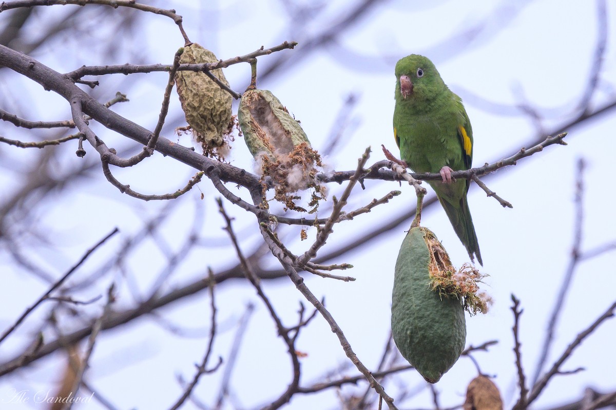 Yellow-chevroned Parakeet - ML624117623