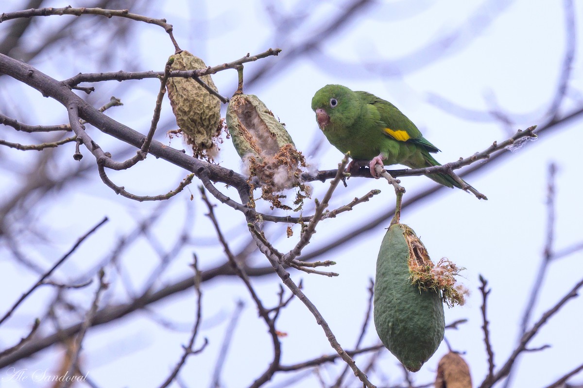 Yellow-chevroned Parakeet - ML624117624