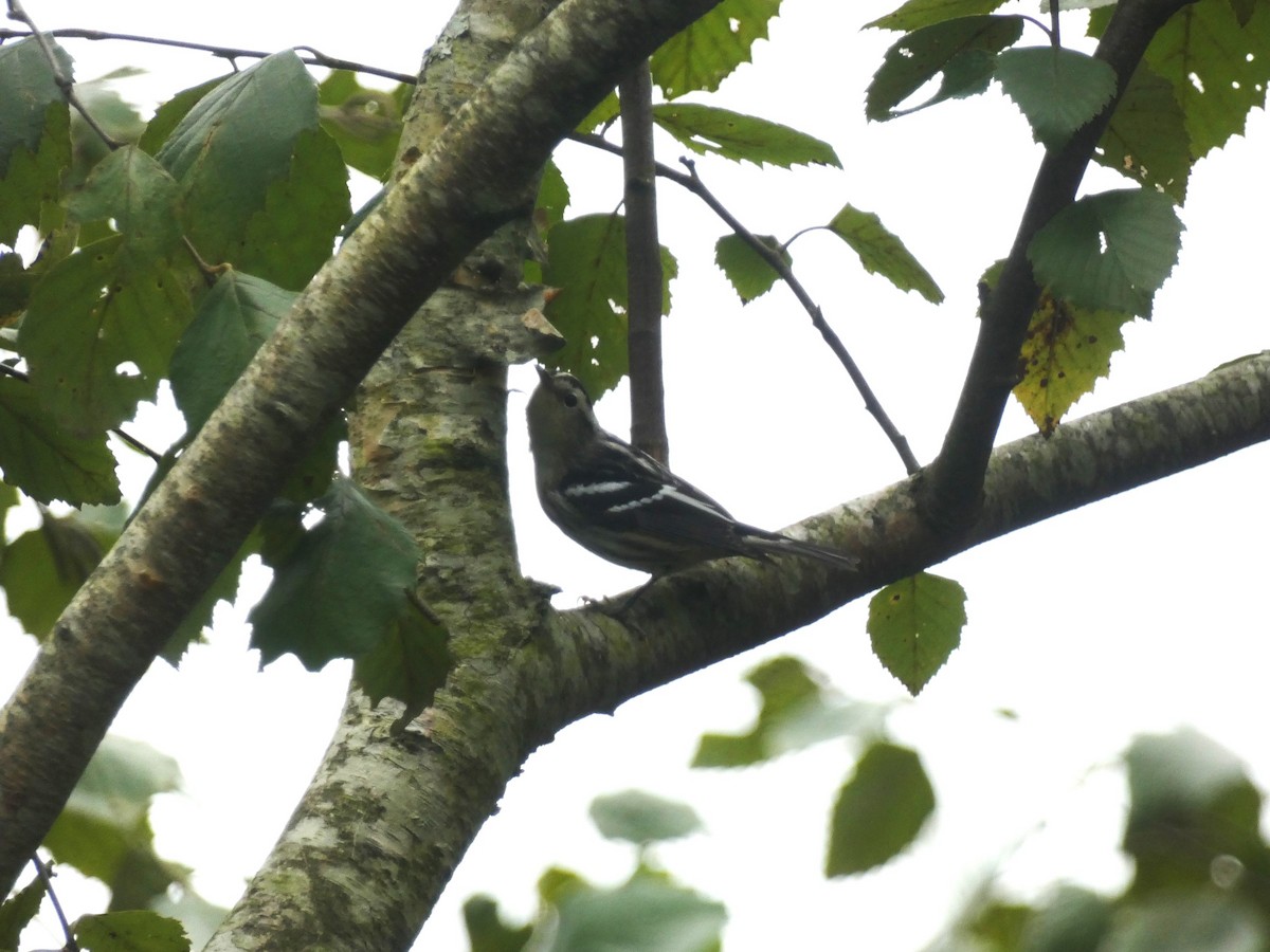 Пісняр строкатий - ML624117630