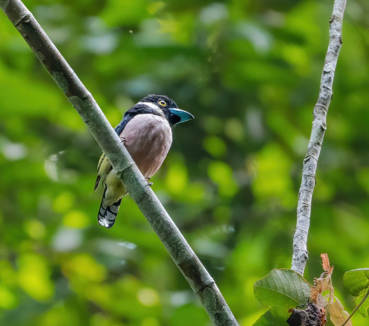 Black-and-yellow Broadbill - Wilbur Goh