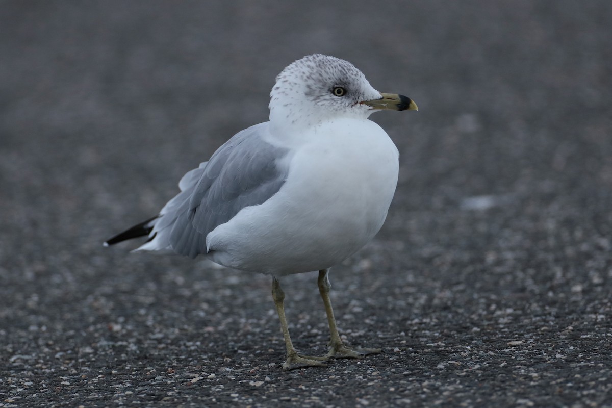 Ring-billed Gull - ML624117637