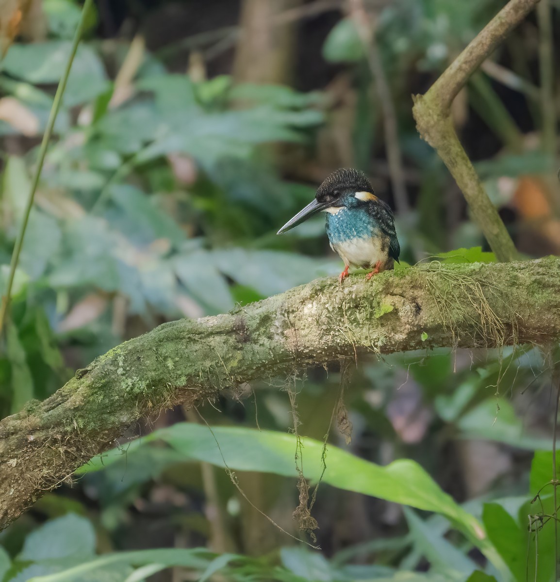 Malaysian Blue-banded Kingfisher - ML624117646