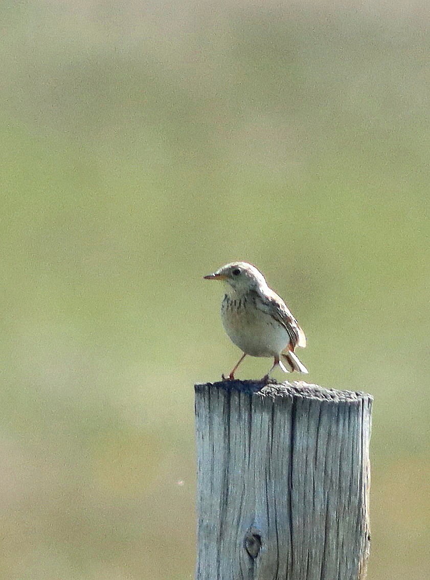 Sprague's Pipit - John & Ivy  Gibbons