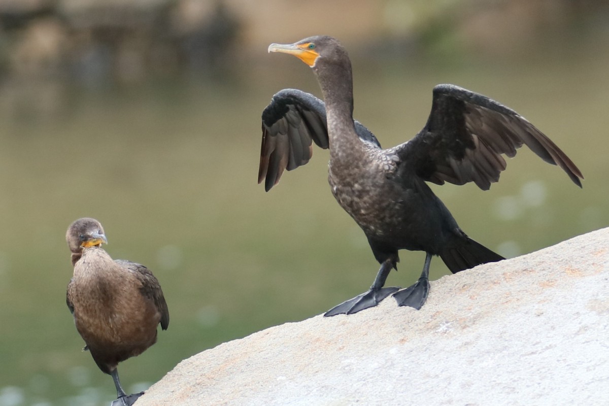 Double-crested Cormorant - ML624117656