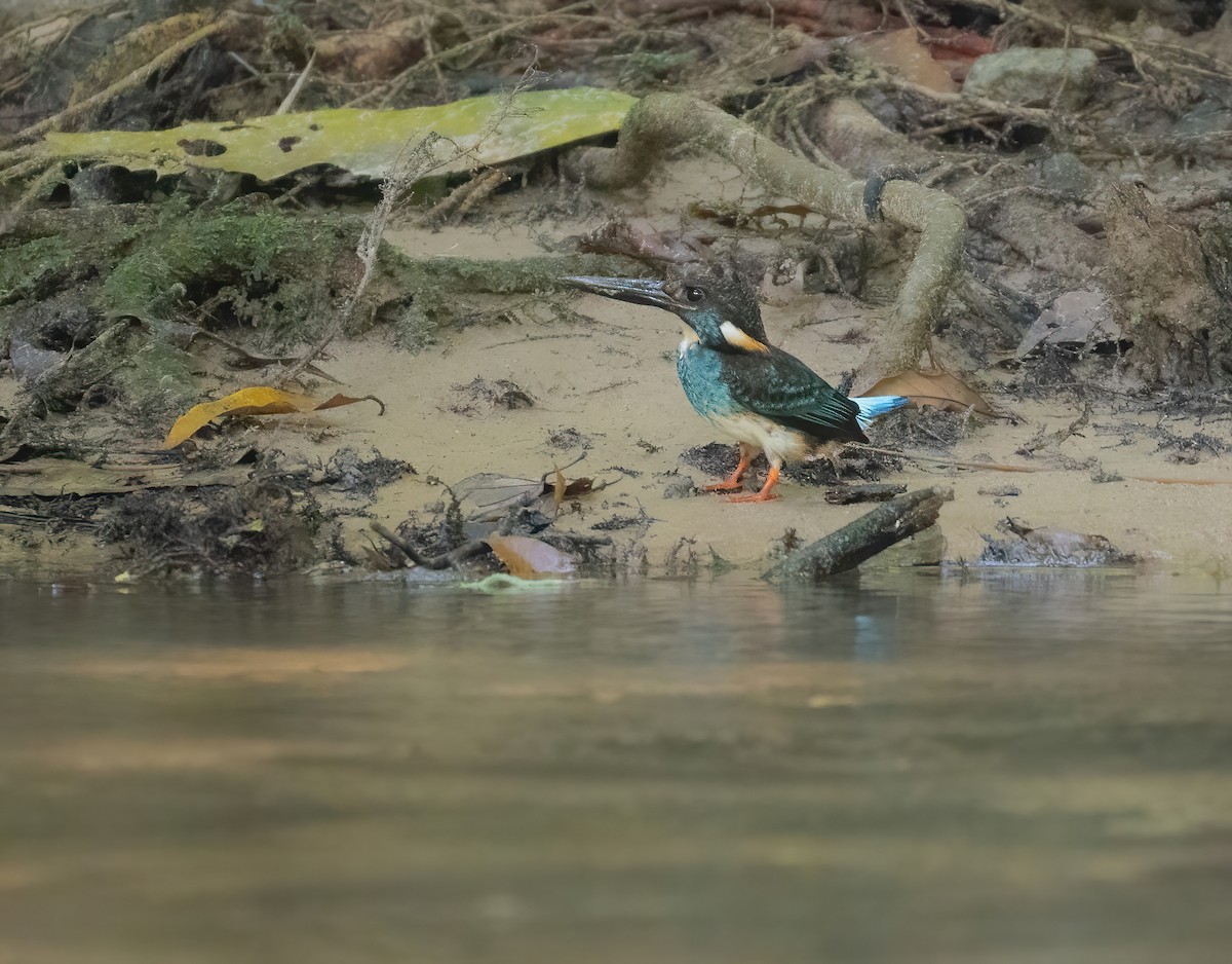 Malaysian Blue-banded Kingfisher - Wilbur Goh