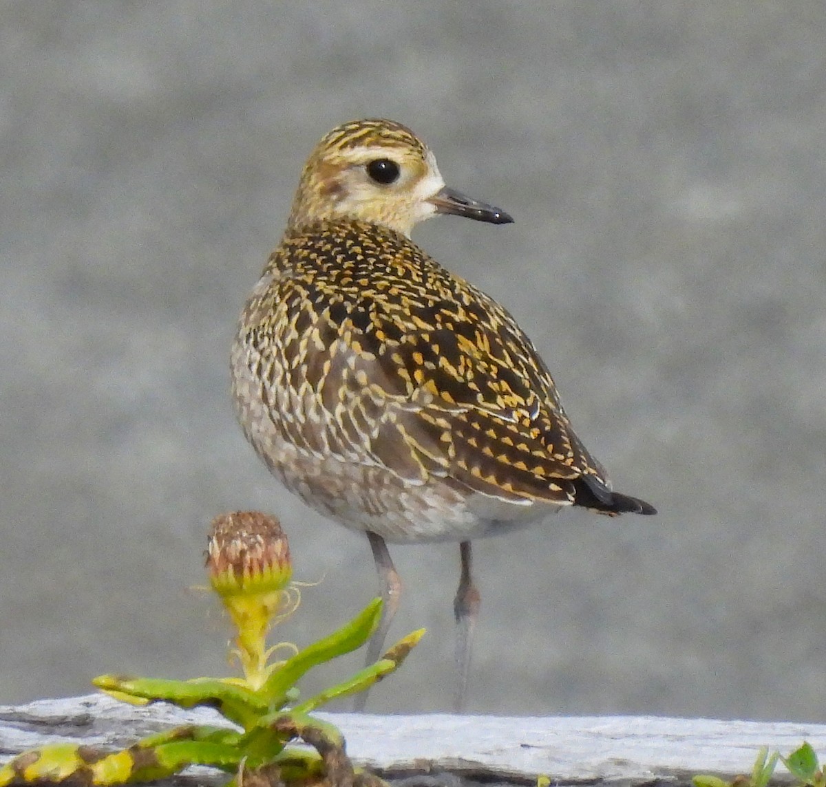 Pacific Golden-Plover - ML624117723