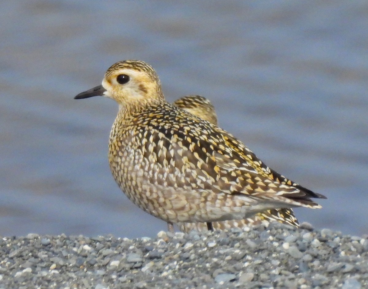 Pacific Golden-Plover - ML624117725