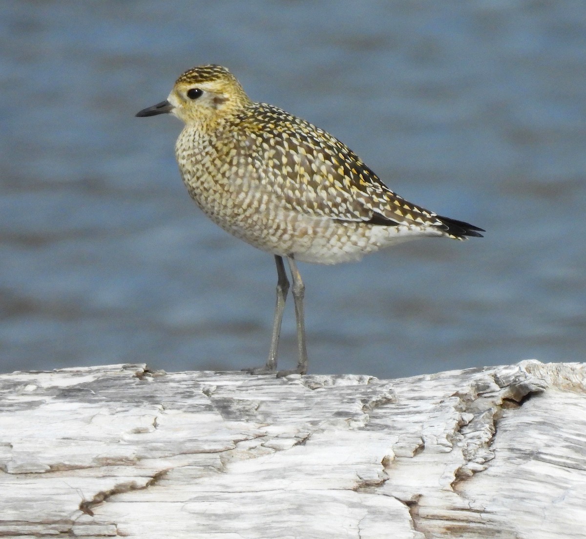 Pacific Golden-Plover - ML624117728