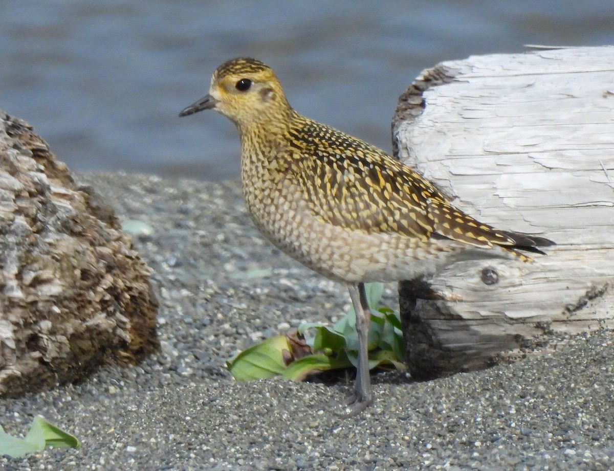 Pacific Golden-Plover - ML624117729