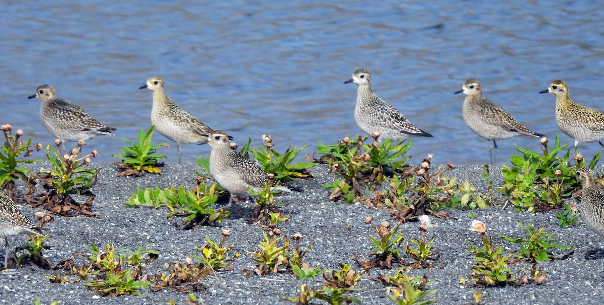 Pacific Golden-Plover - Stacy Studebaker