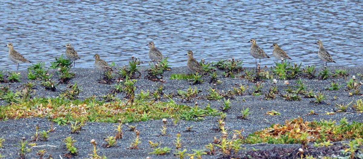 Pacific Golden-Plover - ML624117731