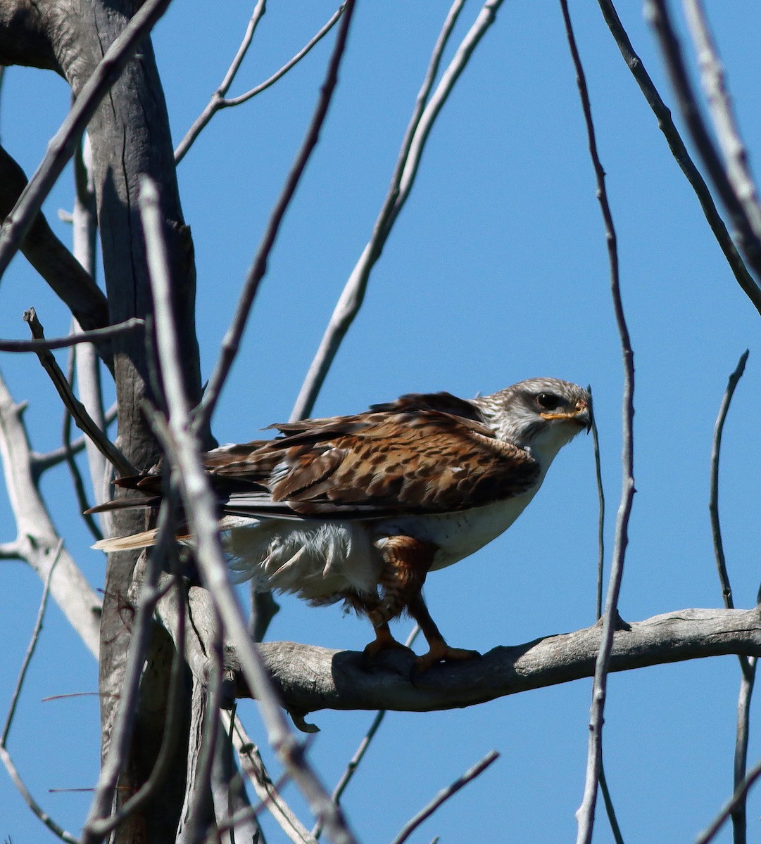 Ferruginous Hawk - John & Ivy  Gibbons