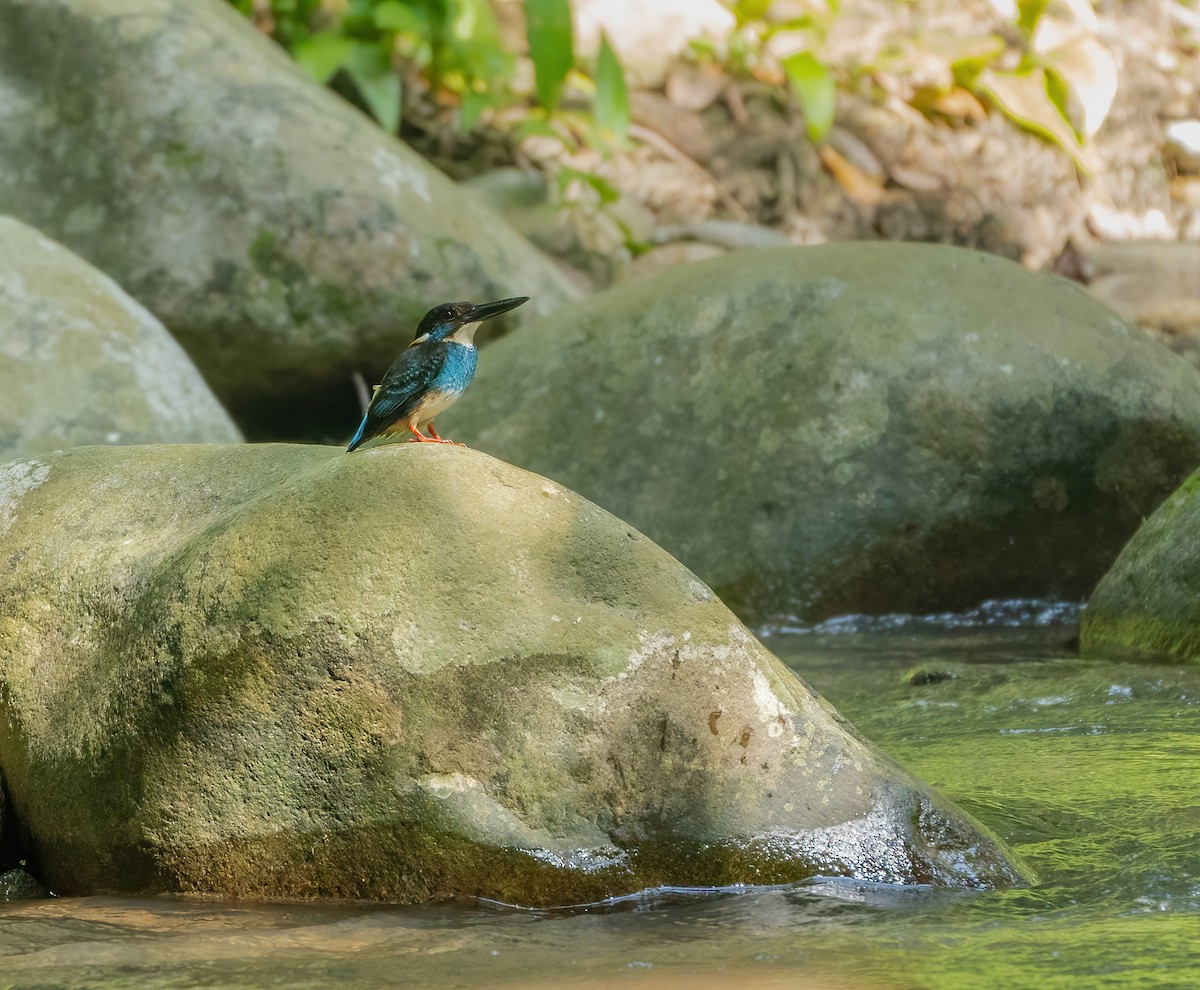 Malaysian Blue-banded Kingfisher - ML624117735