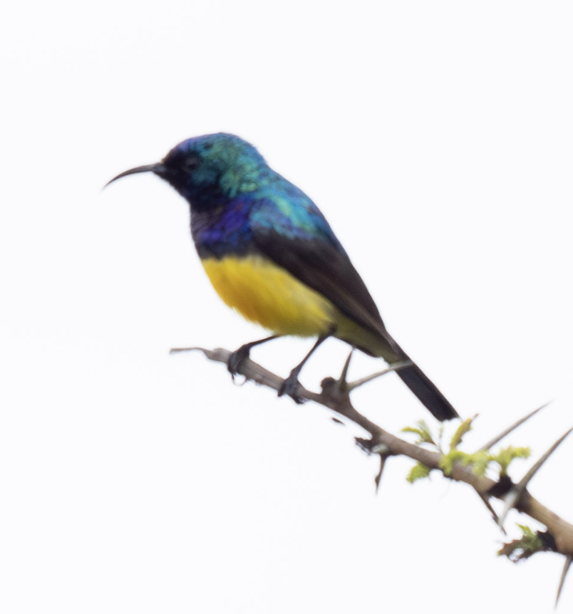 Variable Sunbird - ML624117799