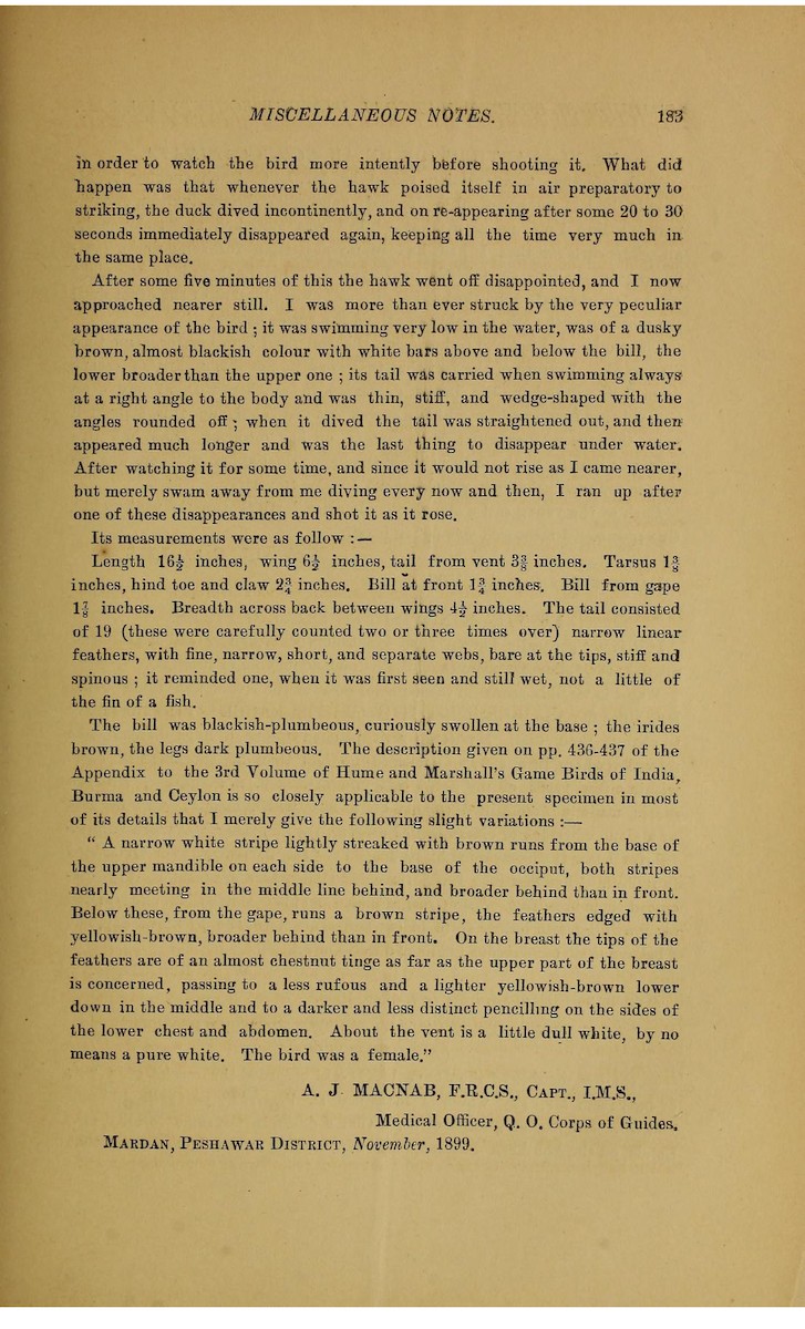 White-headed Duck - ML624117818