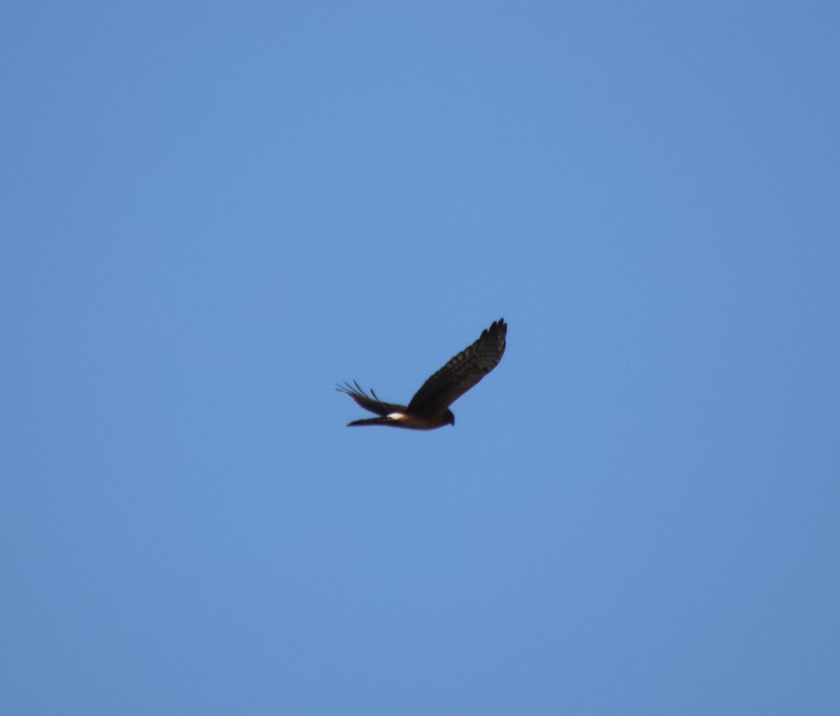 Northern Harrier - Sharon Hirsch